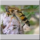 Helophilus trivittatus - Grosse Sumpfschwebfliege 10.jpg